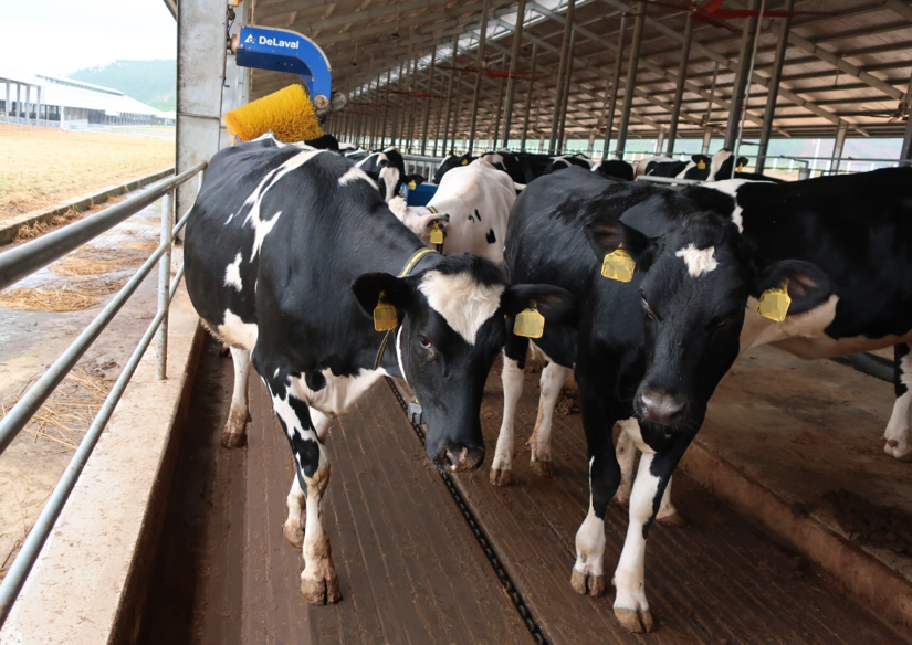 Đàn bò sữa hơn 2.100 con được Vinamilk nhập về từ Mỹ có gì đặc biệt