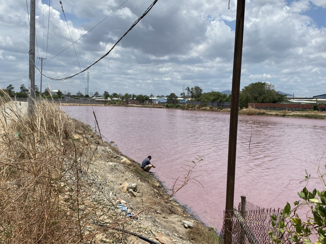 Cận cảnh đầm nước màu hồng vì bị uống nước thải
