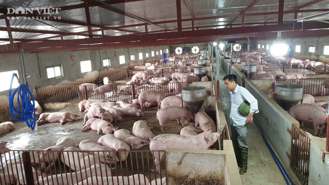 Sau một năm nuôi lợn trúng đậm, có một ông nông dân bỏ tiền tỷ mua ô tô Vinfast Lux SA