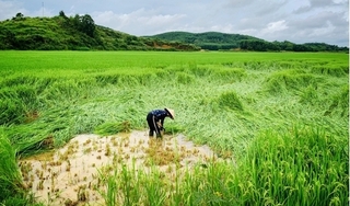 Nghệ An: Hàng chục ngôi nhà tốc mái, ruộng lúa đổ rạp sau trận mưa lốc
