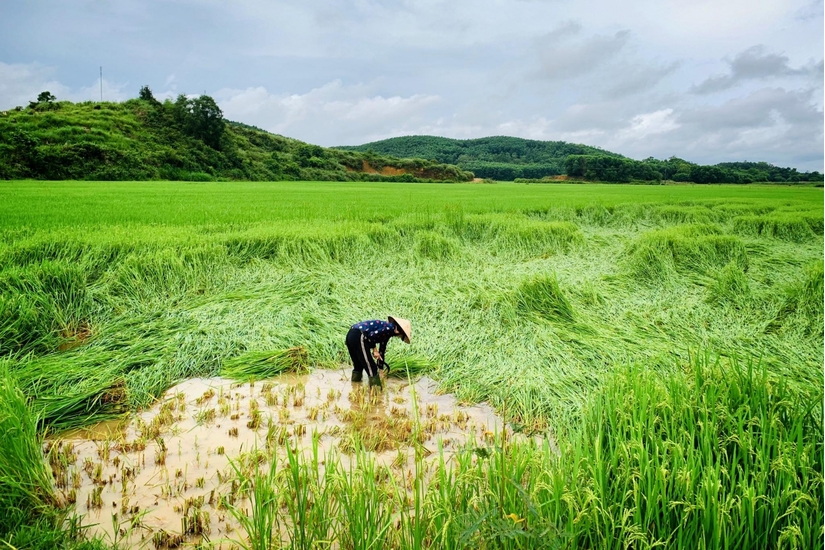 Nghệ An: Hàng chục ngôi nhà tốc mái, ruộng lúa đổ rạp sau trận mưa lốc