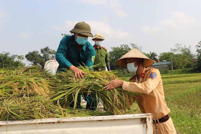 Công an lội ruộng gặt lúa giúp người dân F1, F2 đang phải đi cách ly vì dịch COVID-19