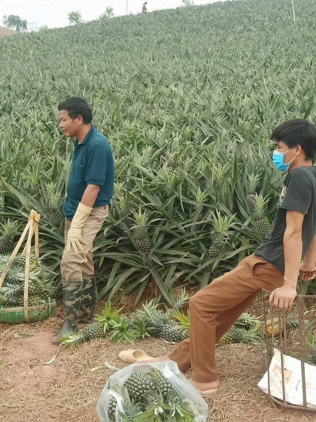 Bắc Giang: Hàng chục nghìn tấn nông sản nguy cơ bị dồn ứ ở huyện Lục Nam