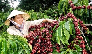 Việt Nam bán cà phê cho thế giới với giá cao nhất trong 3 năm trở lại đây, chỉ giảm ở Trung Quốc