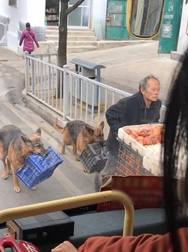 Xúc động hình ảnh những chú chó theo chân chủ nghèo trên mọi nẻo đường kiếm sống