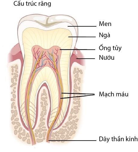 Bệnh viêm nướu răng