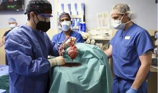 Ca ghép tim lợn cho người đầu tiên trên thế giới được thực hiện thế nào?