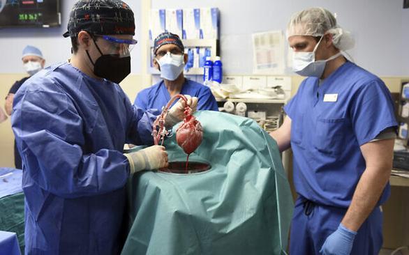 Ca ghép tim lợn cho người đầu tiên trên thế giới