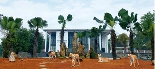 Di dời 5 bức tượng hổ 'dị dạng' ra khỏi vườn hoa quảng trường thị xã Phú Thọ