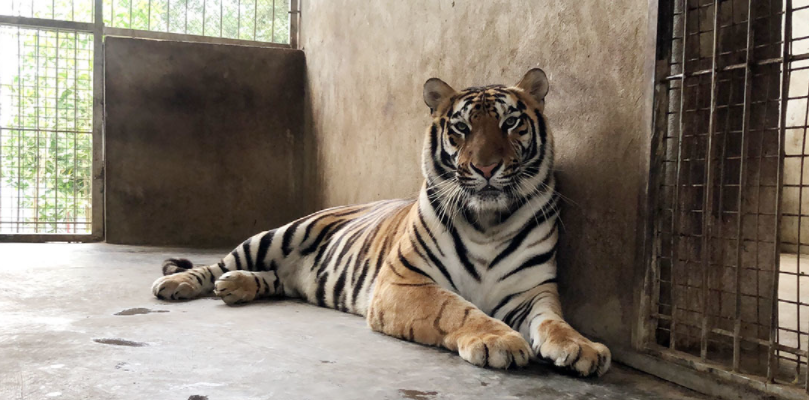 Bàn giao 8 con hổ nuôi trái phép trong nhà dân ở Nghệ An cho Vườn thú Hà Nội