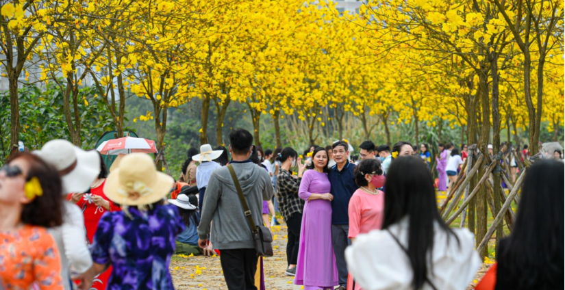 Dừng đón khách tham quan tại đường hoa phong linh gây sốt ở Hà Nội