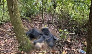 Phát hiện thi thể nam giới đang phân hủy trong rừng ở Đà Lạt