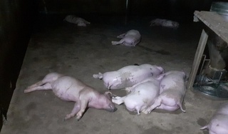 Sét đánh chết đàn lợn của một hộ dân tại Hà Tĩnh