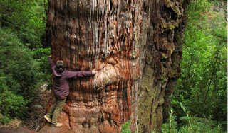 Tranh cãi cây đại thụ sống lâu đời nhất trên thế giới, gần 5.500 năm tuổi