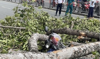 Nhánh cây dài hơn 10 m rơi trúng ba người đi xe máy ở TP.HCM