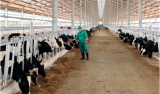Trang trại Vinamilk Lao-Jagro tiếp nhận đàn bò sữa 1000 con đầu tiên nhập khẩu từ Mỹ
