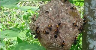 Lên núi bắt ong vò vẽ, người đàn ông bị ong đốt tử vong