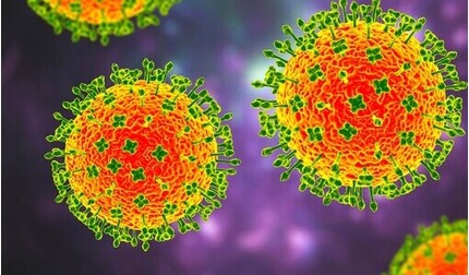 Virus Langya không có nguy cơ trở thành 'Covid-22'