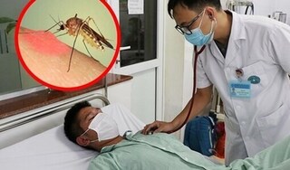 TP Hồ Chí Minh ghi nhận 21 trường hợp tử vong do sốt xuất huyết