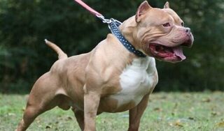Chó pitbull nặng 40kg tấn công, cắn nữ chủ nhà tử vong