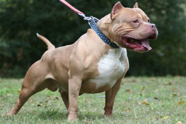 Chó pitbull nặng 40kg tấn công, cắn nữ chủ nhà tử vong