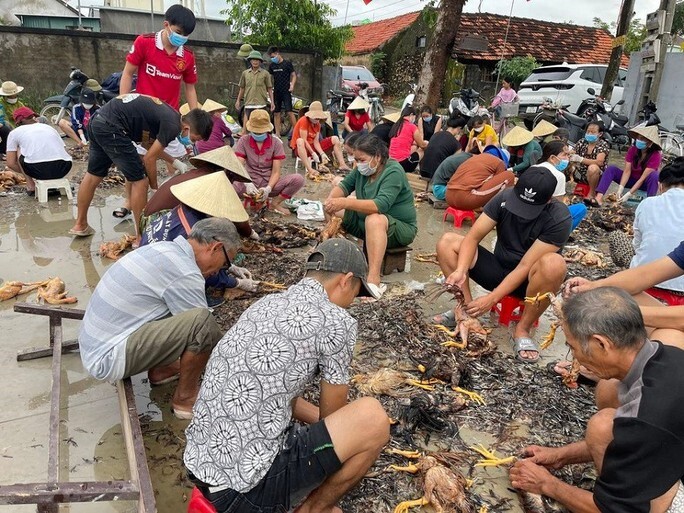 Ấm lòng hình ảnh cả làng chung tay giúp chủ trang trại sơ chế 4.000 con gà chết vì mưa lũ