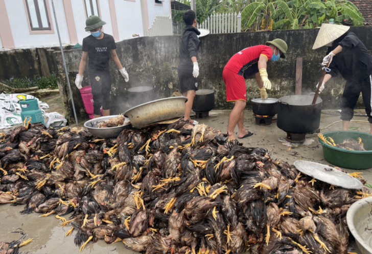 Ấm lòng hình ảnh cả làng chung tay giúp chủ trang trại sơ chế 4.000 con gà chết vì mưa lũ