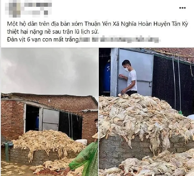 Bác thông tin đàn vịt 6 vạn con mất trắng do mưa lũ ở Nghệ An
