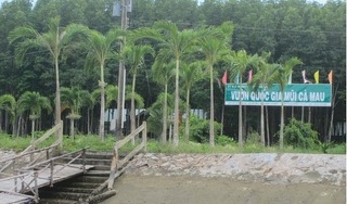 Tham ô hơn 6,5 tỉ đồng, Giám đốc Vườn quốc gia Mũi Cà Mau bị bắt tạm giam khẩn cấp 