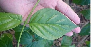 7  người đàn ông nguy kịch nghi sau khi uống nước có lẫn lá cây độc