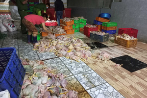 Thu mua hơn 2 tấn gà chết thối giá 4.000 đồng/kg để bán cho xưởng giò chả, chà bông