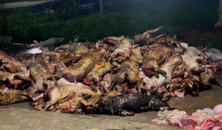 Nghệ An: Trang trại cháy lớn trong đêm, gần 1.3000 con lợn bị thiêu sống