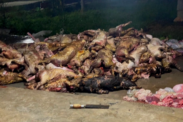 Trang trại cháy lớn trong đêm, gần 1.3000 con lợn bị thiêu sống