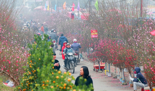 Dịp Tết Nguyên đán 2023, Hà Nội tổ chức 91 điểm chợ hoa
