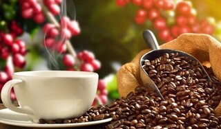Giá cà phê hôm nay 3/3: Tiếp đà tăng nhẹ tới 200 đồng/kg