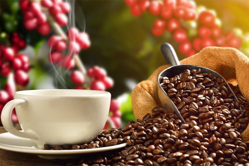 Giá cà phê hôm nay 3/3: Tiếp đà tăng nhẹ tới 200 đồng/kg