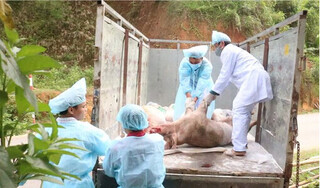 Cục Thú y cảnh báo nguy cơ lây lan dịch tả lợn châu Phi 