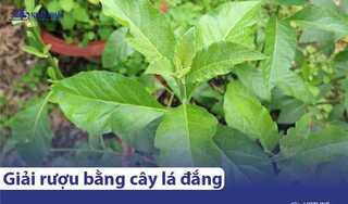 Cây lá đắng giải rượu & 10 tác dụng tuyệt vời ít người biết