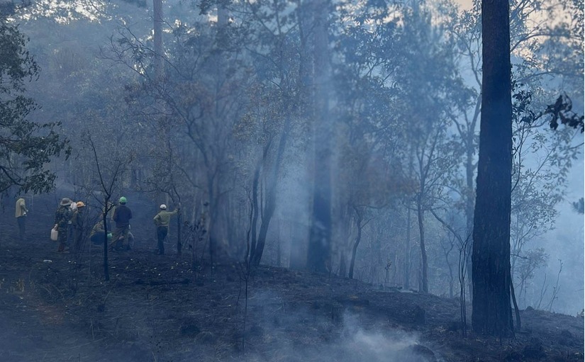 Thông tin mới nhất vụ cháy rừng ở đèo Prenn, Đà Lạt