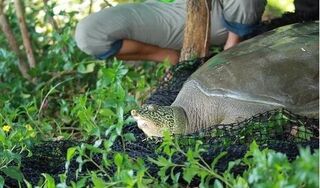 Rùa mai mềm Hoàn Kiếm nặng gần 100kg, cực quý hiếm chết ở hồ Đồng Mô