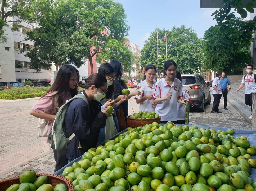Đại Học Ngoại thương hái xoài xanh trong khuôn viên để tặng cho sinh viên