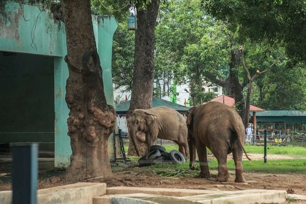 Tổng Giám đốc vườn thú Hà Nội lên tiếng trước thông tin 2 con voi ở Công viên Thủ Lệ bị sợi xích khóa chân, in hằn lên da thịt