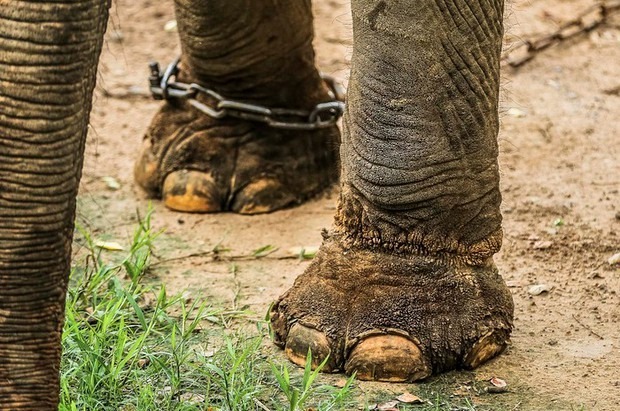 Tổng Giám đốc vườn thú Hà Nội lên tiếng trước thông tin 2 con voi ở Công viên Thủ Lệ bị sợi xích khóa chân, in hằn lên da thịt