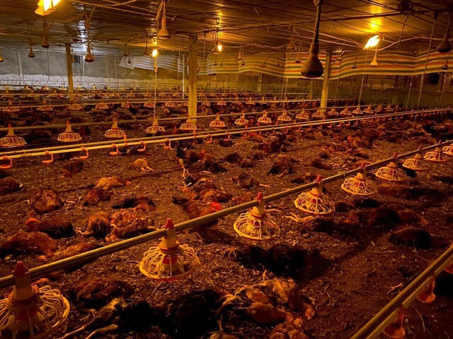 Gần 10.000 con gà chết do chập điện, chính quyền kêu gọi người dân giải cứu