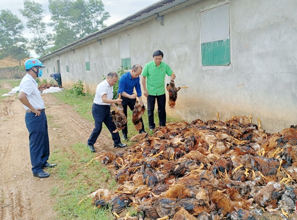 Gần 10.000 con gà chết do chập điện, chính quyền kêu gọi người dân giải cứu