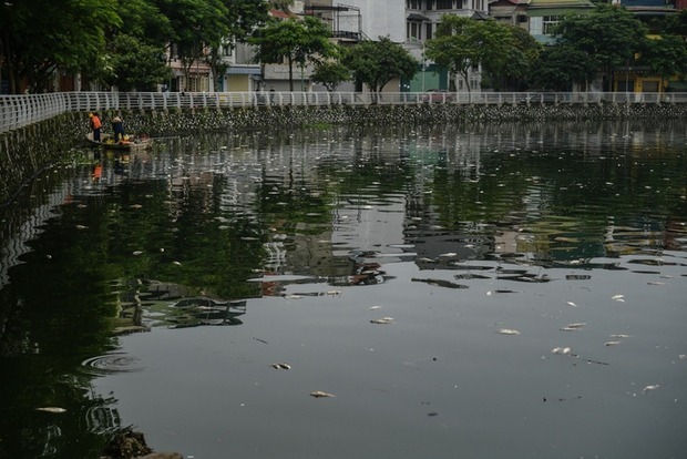 Cá chết hàng loạt, bốc mùi hôi thối nồng nặc tại Hồ Tây, Hà Nội