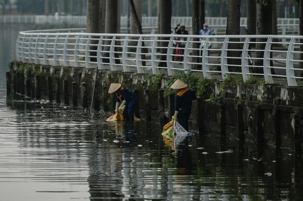 Cá chết hàng loạt, bốc mùi hôi thối nồng nặc tại Hồ Tây, Hà Nội