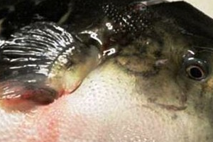 Ngộ độc vì ăn cá nóc mú: 1 người chết, 2 người nhập viện