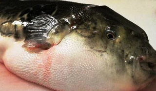 Ngộ độc vì ăn cá nóc mú: 1 người chết, 2 người nhập viện