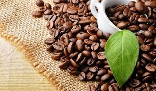 Giá cà phê hôm nay 28/9: Thị trường trong nước tăng 300 đồng/kg